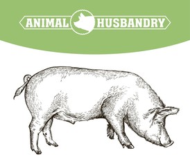 sketch of pig drawn by hand. livestock - 144851973