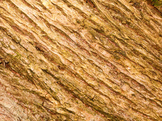 A Close up of Some Exposed Bark Texture in the Forest with Cracks and Pattern