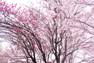 桜　sakura