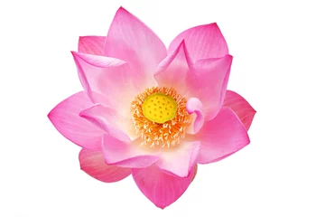 Afwasbaar Fotobehang Lotusbloem lotus flower isolated on white background.
