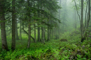 Fantasy foggy forest