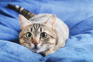 Beautiful cat lying on the blue plaid