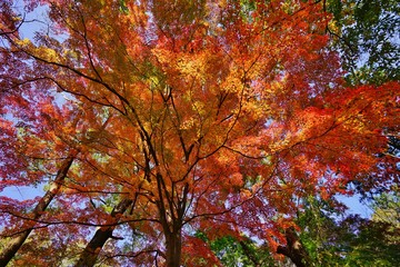 Fototapeta na wymiar 色づく木々