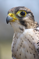 Falco nobile