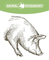 sketch of pig drawn by hand. livestock