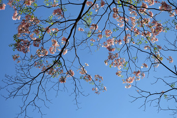 Tabebuia rosea is a Pink Flower tree. Pink trumpet tree with blue sky. Pink flowers with blue sky