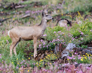 Mule Deer in Colorado
