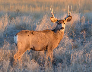 Mule Deer in Colorado