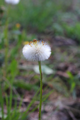One Gentle Dandelion. Plants. Spring.