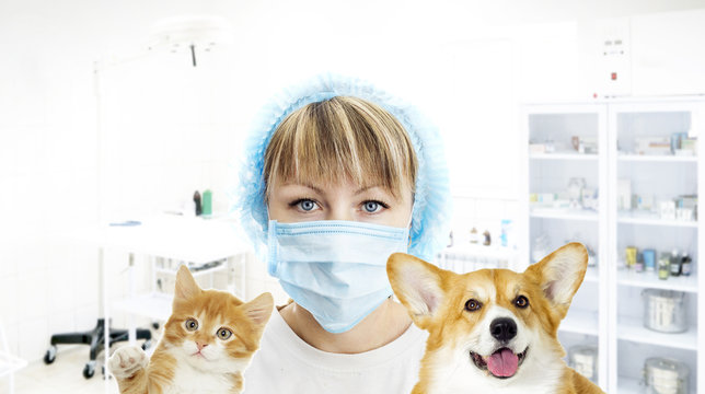Vet and dog and cat