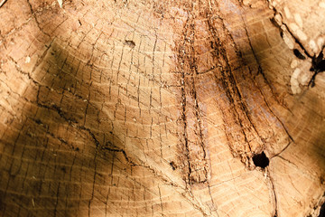 Oak texture on the cut. Natural background