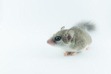 Obraz premium African Pygmy Dormouses look to right on white background