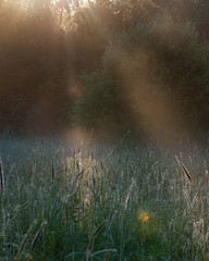 The grass in the glade of a forest in the sunlight