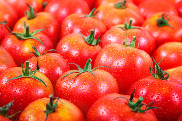 Fresh tomatoes with dew as a background