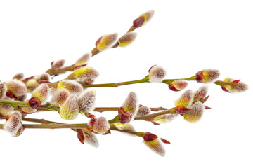 Flowering willow branch isolated on white background.