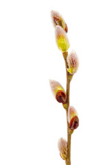 Flowering willow branch isolated on white background.