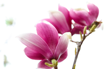 Naklejka na ściany i meble Pink flowers with green leaves of magnolia