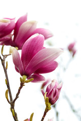 Pink flowers with green leaves of magnolia