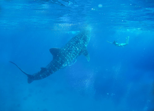 Woman snorkeling with while shark