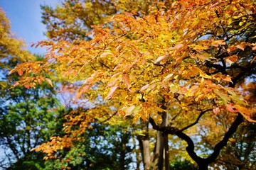 桜の紅葉