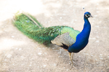 Naklejka premium Splendid peacock