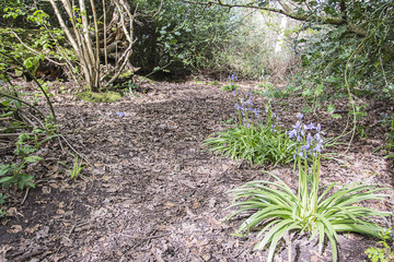 Eastham Country Park Wirral Merseyside - Bluebell Woods