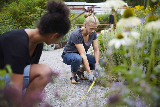 Garden architects measuring footpath in yard