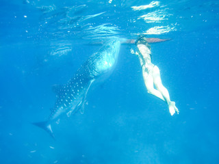 Woman snorkeling with while shark