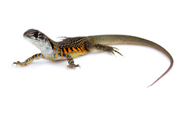 Image of Butterfly Agama Lizard (Leiolepis Cuvier) on white background. Reptile Animal
