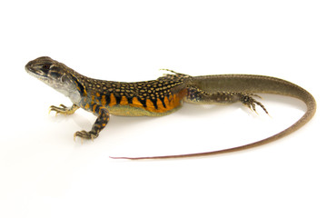 Image of Butterfly Agama Lizard (Leiolepis Cuvier) on white background. Reptile Animal