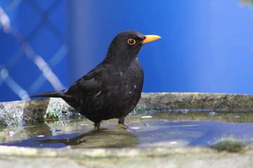 Amsel beim baden