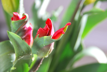 Beautiful red tulips