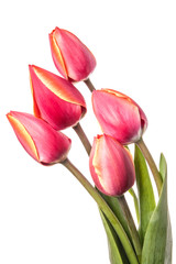 Fototapeta premium Five flowers isolated on a white background