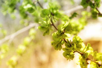 Young leaflets on a branch in sunny day.