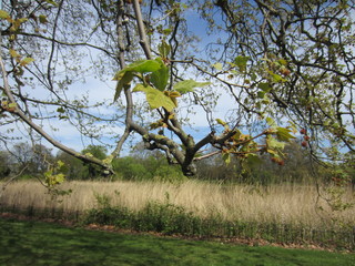 Branches of Maple Tree