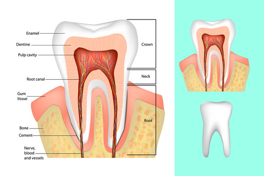 Tooth structure. Medical diagram of the structure of the inside cross-section of the tooth