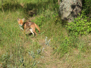 The young red fox in the summer forest in Curonian Spit, Russia.