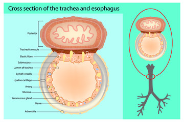 Fototapeta premium Cross section of the trachea and esophagus. Trachea And Esophagus Anatomy.