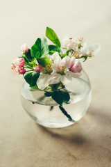 Apple blossoms in glass vase
