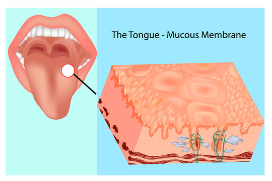 Oral mucous membrane. Structure of the tongue