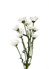 Naklejka na ściany i meble bouquet white chrysanthemums