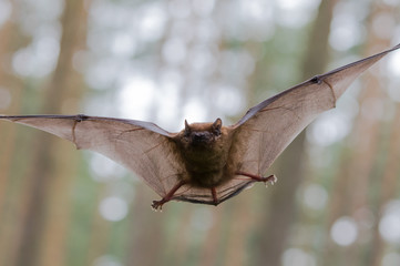 Frontalanflug einer Fledermaus im Wald