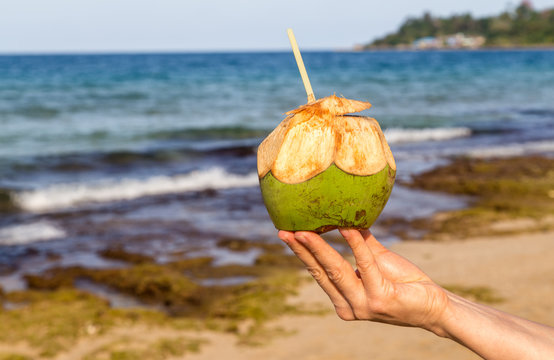 Frische grüne Kokosnuss auf der Hand einer Frau. 