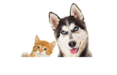 Kitten and puppy peep out