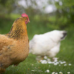 Free range chickens at the farm