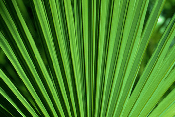 feuille de palmier en gros plan 