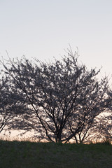 夜明けの桜