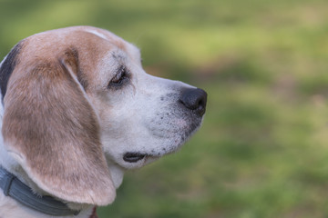 Dog Beagle Breed Standing On Green Grass