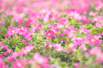 Obraz premium macro pink flower