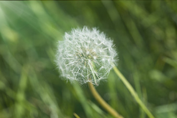 boule de pissenlit 